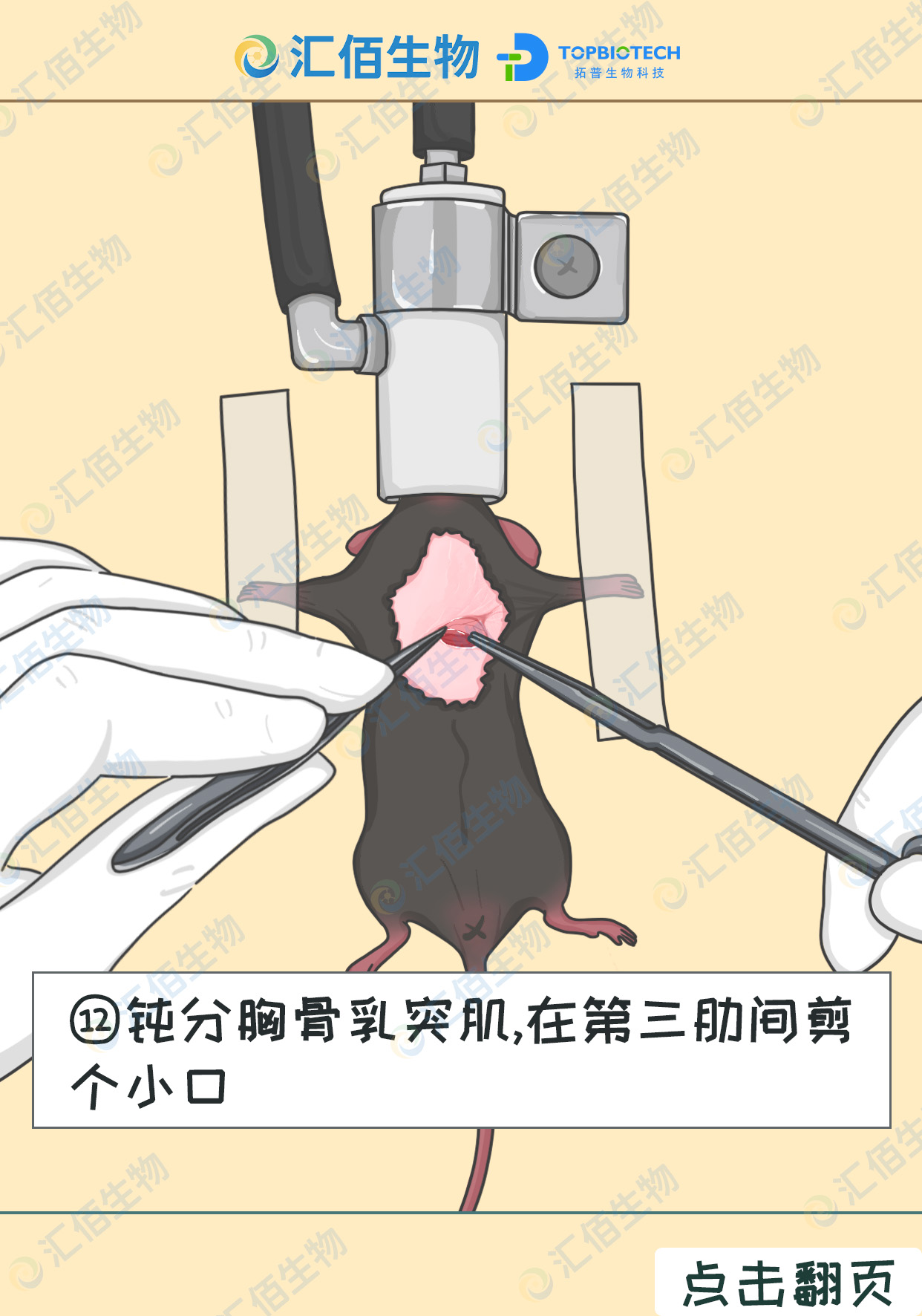 12步骤十二;钝分胸骨乳突肌,在第三肋间剪 个小口.jpg